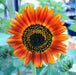 Sunflower Seeds - Velvet Queen - Alliance of Native Seedkeepers - 0. New Items 2022