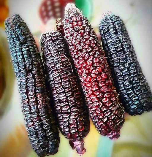 Sweet Corn, Double Red - Alliance of Native Seedkeepers - 0. New Items 2022