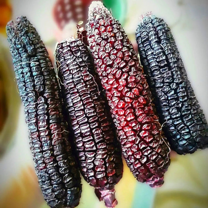 Sweet Corn, Double Red - Alliance of Native Seedkeepers - 0. New Items 2022