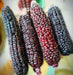 Sweet Corn, Double Red - Alliance of Native Seedkeepers - 0. New Items 2022