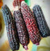 Sweet Corn, Double Red - Alliance of Native Seedkeepers - 0. New Items 2022