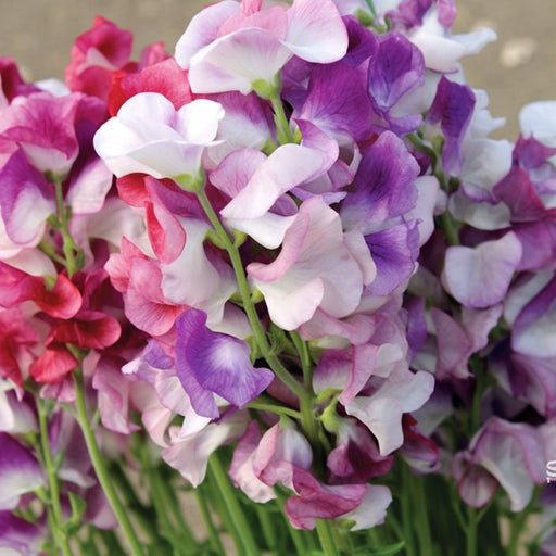 Sweet Pea Seeds - Spencer Ripple Mix (Coming Jan/Fed 2023) - Alliance of Native Seedkeepers -