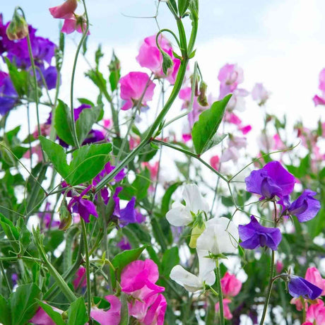 Light Gray Sweet Peas Seeds - Royal Family Mixed Alliance Of Native Seedkeepers Flower Seeds