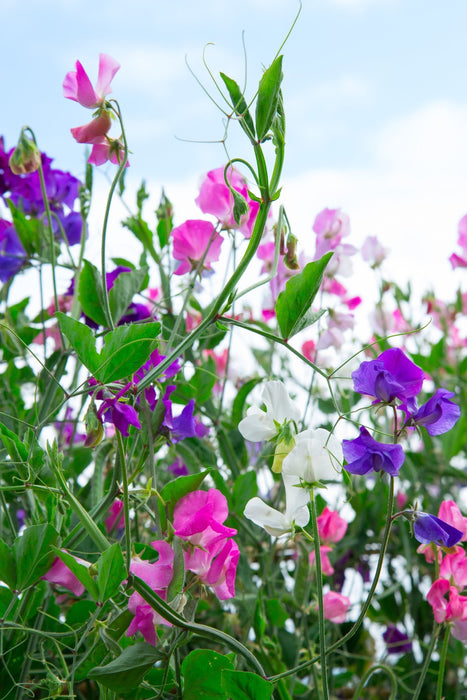 Sweet Peas - Royal Family Mixed - Alliance of Native Seedkeepers - 3. All Flowers