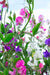 Sweet Peas - Royal Family Mixed - Alliance of Native Seedkeepers - 3. All Flowers