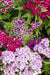 Sweet William Seeds - Tall Single Mix - Alliance of Native Seedkeepers - 3. All Flowers