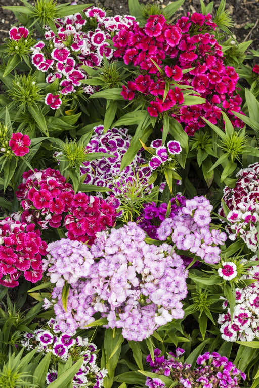 Sweet William Seeds - Tall Single Mix - Alliance of Native Seedkeepers - 3. All Flowers