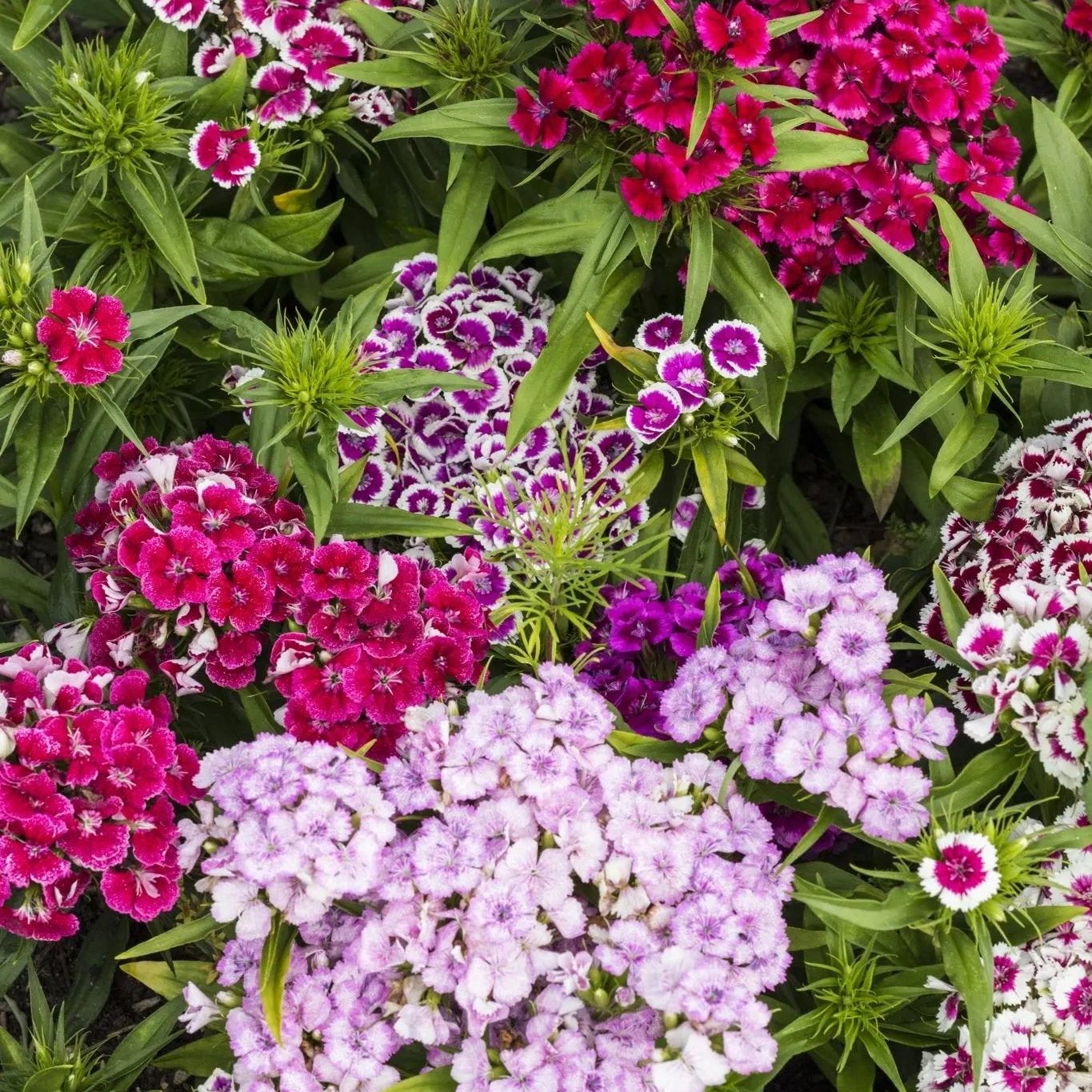 Sweet William Seeds - Tall Single Mix - Alliance of Native Seedkeepers - Flower Seeds