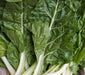 Swiss Chard Seeds - Fordhook Giant - Alliance of Native Seedkeepers - 1. All Vegetables