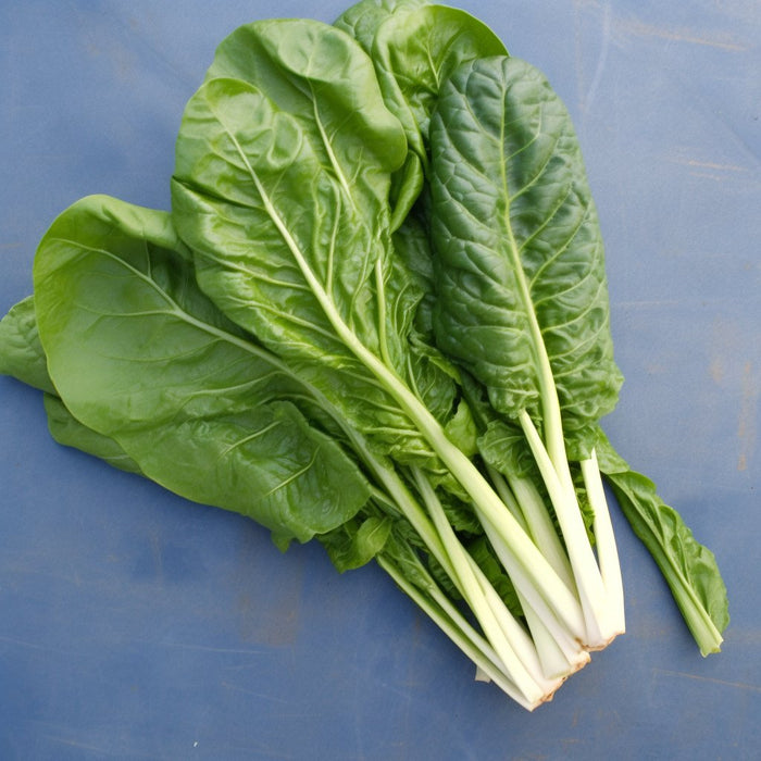 Swiss Chard Seeds - Lucullus - Alliance of Native Seedkeepers -