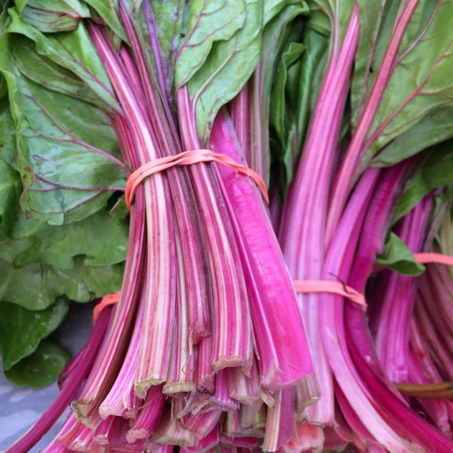 Swiss Chard Seeds - Magenta Sunset - Alliance of Native Seedkeepers - Chard