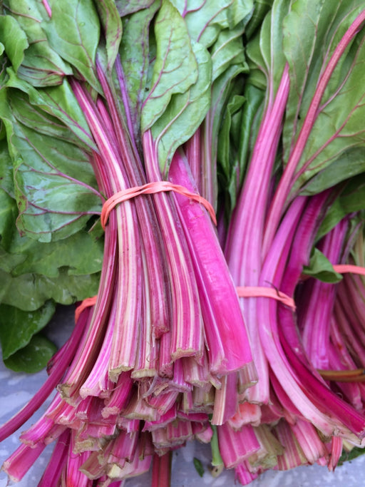 Swiss Chard Seeds - Magenta Sunset - Alliance of Native Seedkeepers - Chard