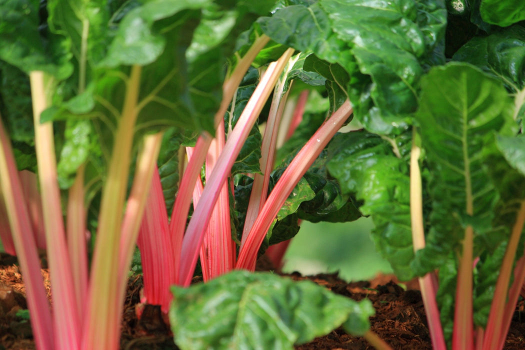 Swiss Chard Seeds - Pink Lipstick - Alliance of Native Seedkeepers - Chard