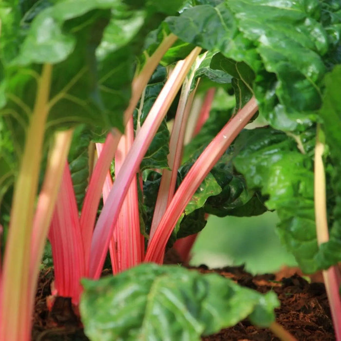 Swiss Chard Seeds - Pink Lipstick - Alliance of Native Seedkeepers - Chard