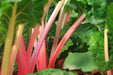 Swiss Chard Seeds - Pink Lipstick - Alliance of Native Seedkeepers - Chard