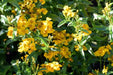 Tarragon - Sweet Mace - Mexican Mint Marigold - Alliance of Native Seedkeepers - 3. All Flowers