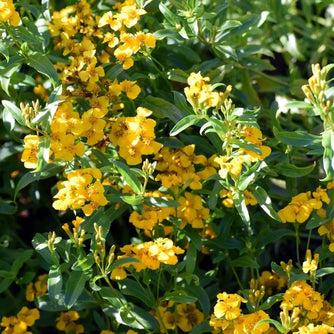 Tarragon - Sweet Mace - Mexican Mint Marigold - Alliance of Native Seedkeepers - 3. All Flowers