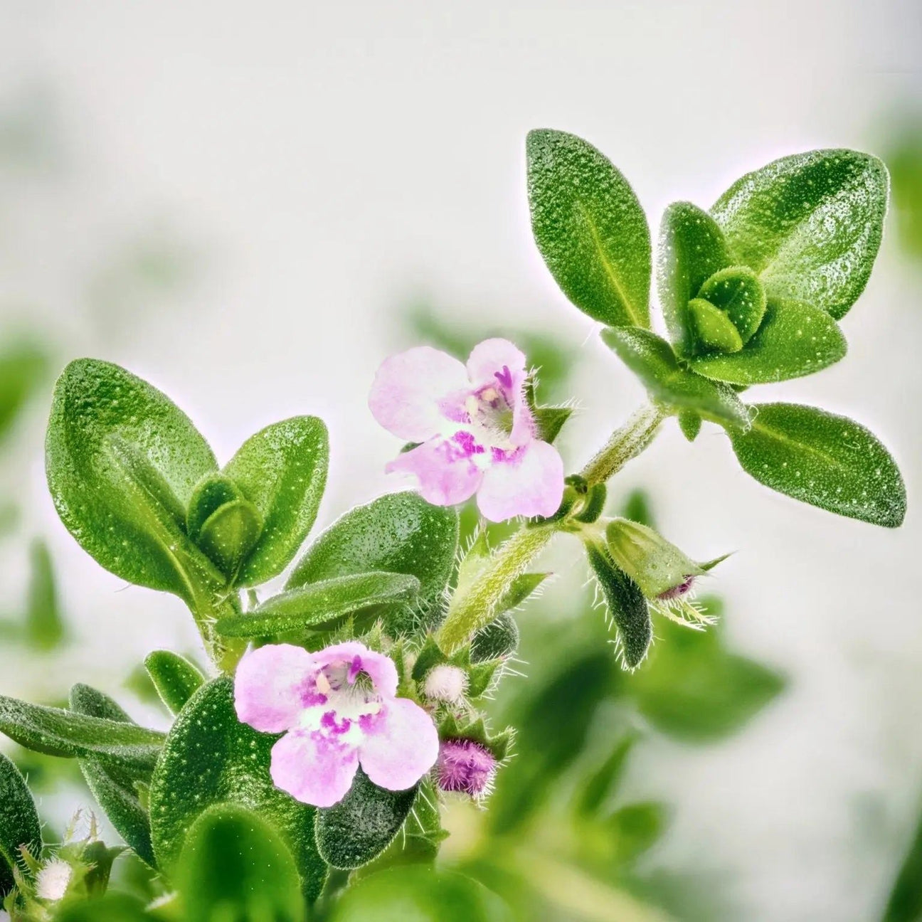 Thyme Seeds - Common Thyme - Alliance of Native Seedkeepers - Herb Seeds