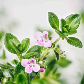 Thyme Seeds - Common Thyme - Alliance of Native Seedkeepers - Herb Seeds