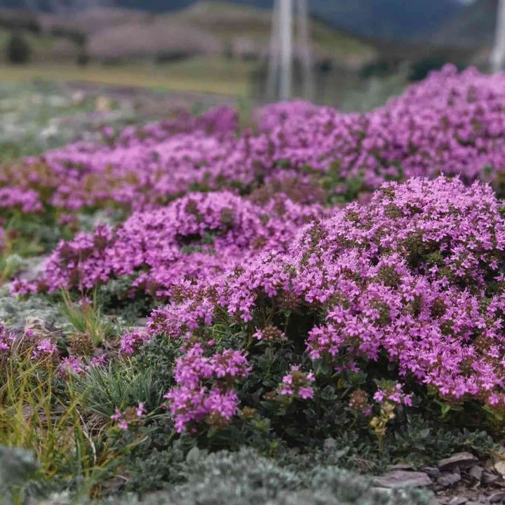 Creeping Thyme