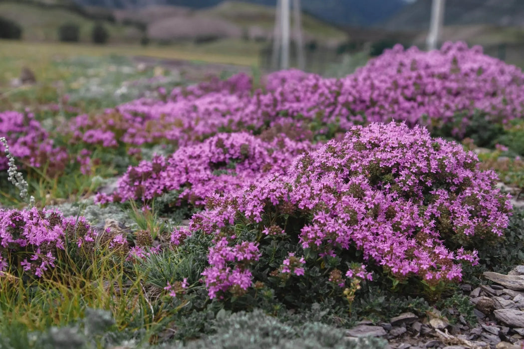Thyme Seeds - Creeping Thyme - Alliance of Native Seedkeepers - 5. Cover Crops & Grains