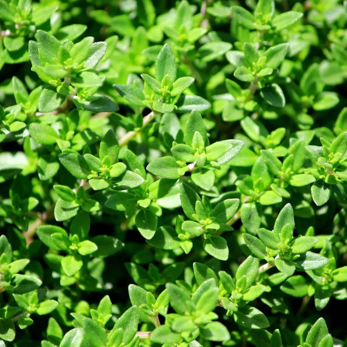 Thyme Seeds - French - Alliance of Native Seedkeepers - 0. New Items 2022