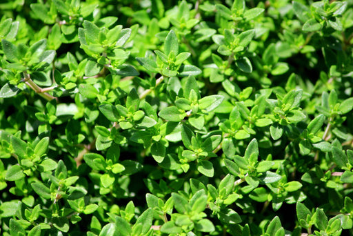 Thyme Seeds - French - Alliance of Native Seedkeepers - 0. New Items 2022