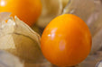 Tomatillo Seeds - Aunt Molly's Ground Cherry - Alliance of Native Seedkeepers - Ground Cherry