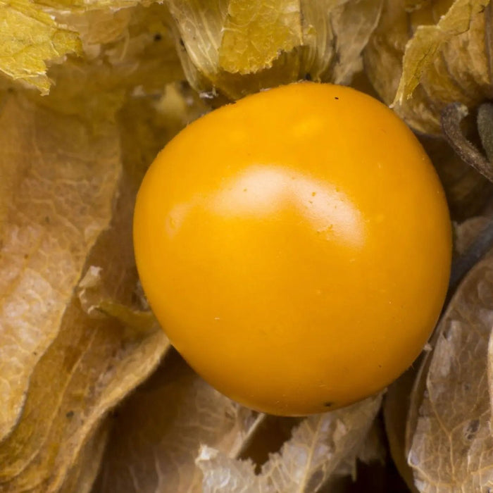 Tomatillo Seeds - Otto's Brush Creek Ground Cherry - Alliance of Native Seedkeepers - Ground Cherry