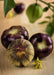 Tomatillo Seeds - Purple de Milpa - Alliance of Native Seedkeepers - Tomatillo