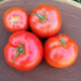 Tomato Seeds - Arkansas Traveler - Alliance of Native Seedkeepers -