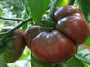 Tomato Seeds - Black Krim - Alliance of Native Seedkeepers - Tomato