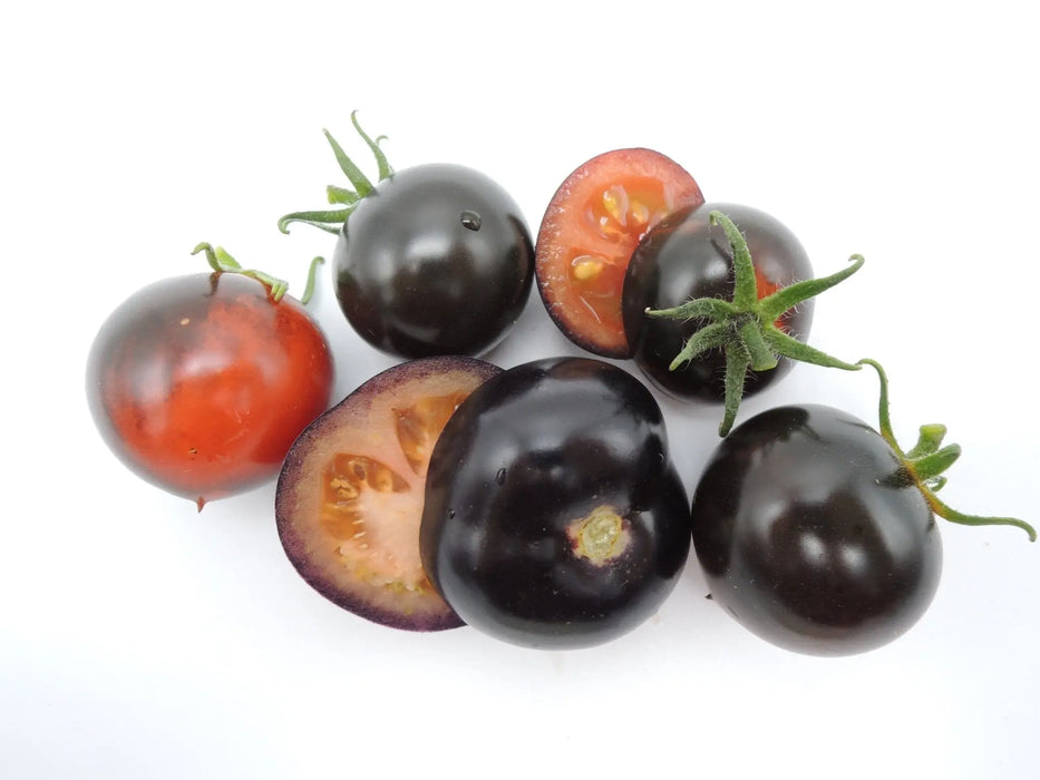 Tomato Seeds - Cascade Village Blue - Alliance of Native Seedkeepers - Tomato, Purple