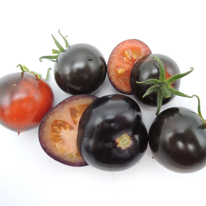 Tomato Seeds - Cascade Village Blue - Alliance of Native Seedkeepers - Tomato, Purple