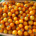Tomato Seeds - Cherry - Gold Nugget - Alliance of Native Seedkeepers -
