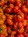 Tomato Seeds - Costoluto Genovese - Alliance of Native Seedkeepers - Tomato