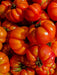 Tomato Seeds - Costoluto Genovese - Alliance of Native Seedkeepers - Tomato