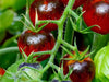 Tomato Seeds - Dancing With Smurfs - Alliance of Native Seedkeepers - Tomato, Purple