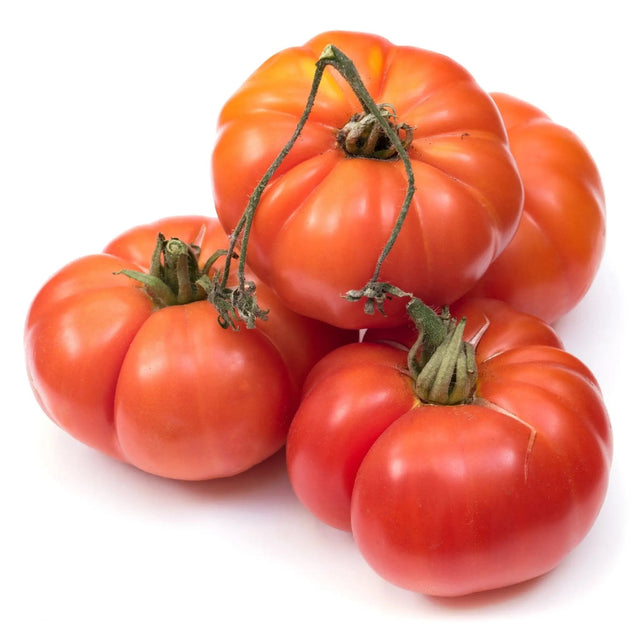Tomato Seeds - Determinate - Floradel Standard - Alliance of Native Seedkeepers - Vegetable Seeds