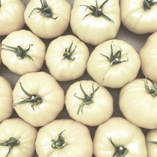 Tomato Seeds - Great White Beefsteak - Alliance of Native Seedkeepers - Tomato