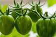 Tomato Seeds - Green Bumble Bee - Alliance of Native Seedkeepers - Tomato, Green