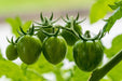Tomato Seeds - Green Bumble Bee - Alliance of Native Seedkeepers - Tomato, Green
