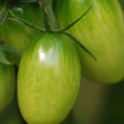 Tomato Seeds - Green Grape - Alliance of Native Seedkeepers - Tomato