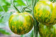 Tomato Seeds - Green Zebra - Alliance of Native Seedkeepers - Tomato