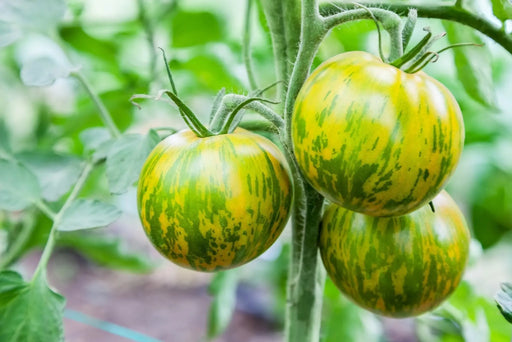 Tomato Seeds - Green Zebra - Alliance of Native Seedkeepers - Tomato
