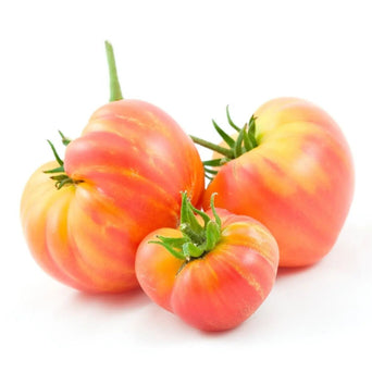 Tomato Seeds - Hillbilly - Alliance of Native Seedkeepers - Tomato Striped