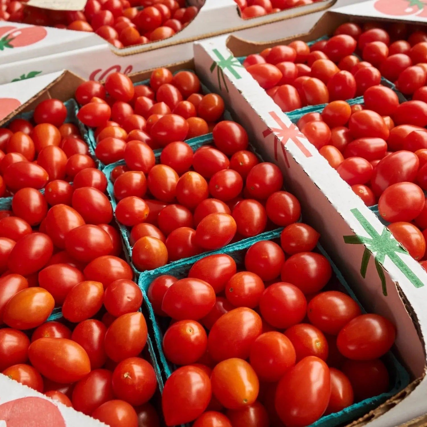 Tomato Seeds - Indeterminate - Amish Paste - Alliance of Native Seedkeepers - Vegetable Seeds