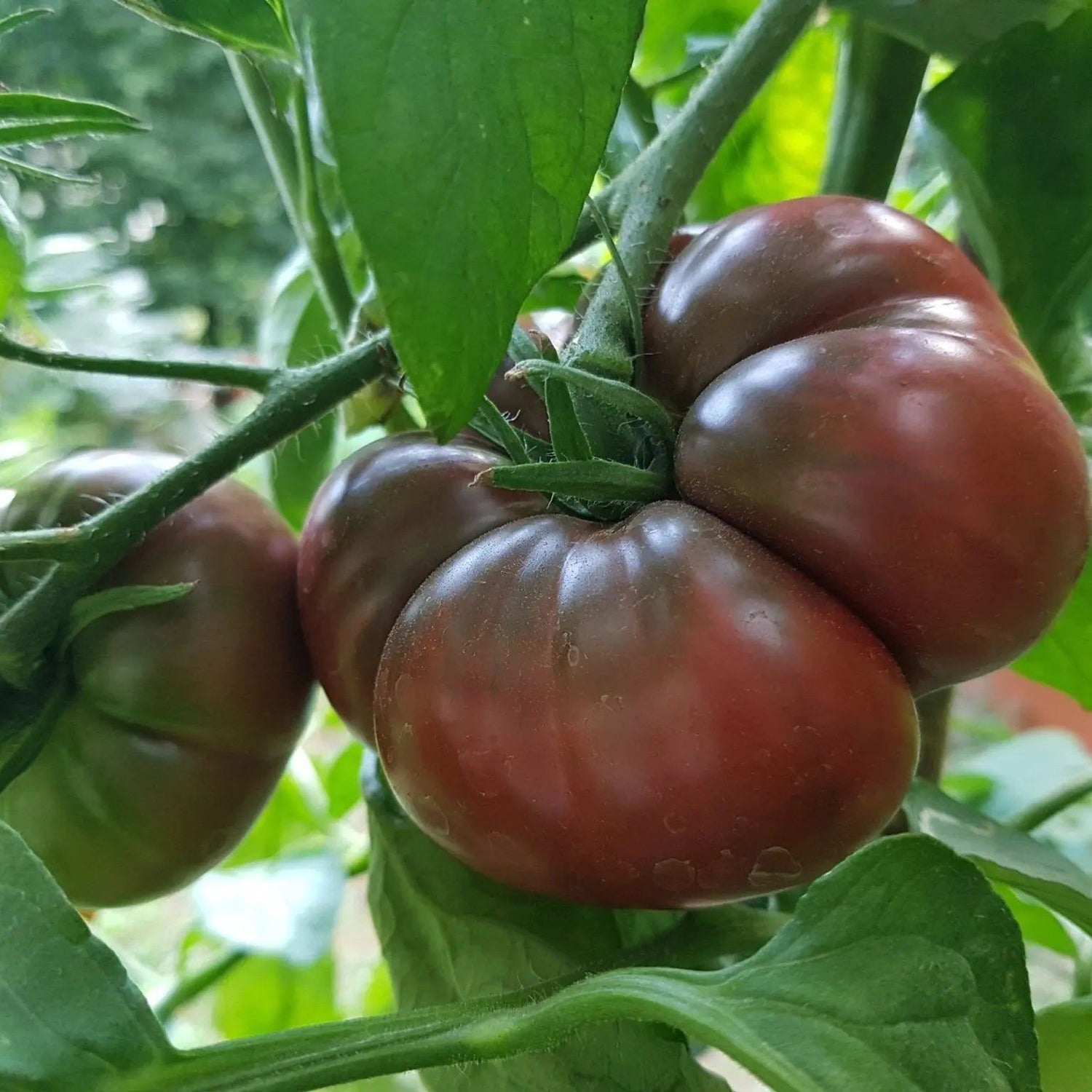 Tomato Seeds - Indeterminate - Black Krim Beefsteak - Alliance of Native Seedkeepers - Vegetable Seeds