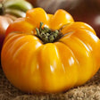 Tomato Seeds - Indeterminate - Cherokee Dr. Wyche's Yellow Beefsteak - Alliance of Native Seedkeepers - Vegetable Seeds