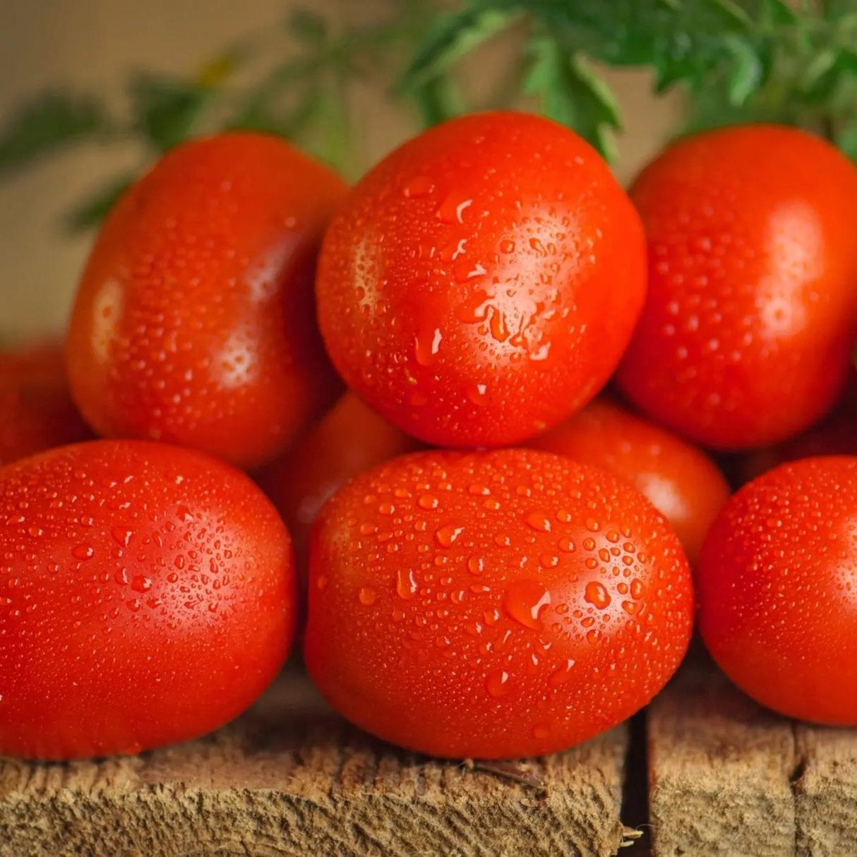 Tomato Seeds - Indeterminate - Cherry Roma Roma/Cherry - Alliance of Native Seedkeepers - Vegetable Seeds